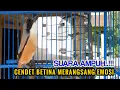 Pancingan Suara Cendet Betina,Ampuh BIKIN Greget Cendet Manapun Agar Cepat Ikutan Emosi dan Bunyi