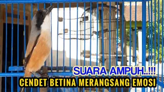 Download Pancingan Suara Cendet Betina,Ampuh BIKIN Greget Cendet Manapun Agar Cepat Ikutan Emosi dan Bunyi MP3