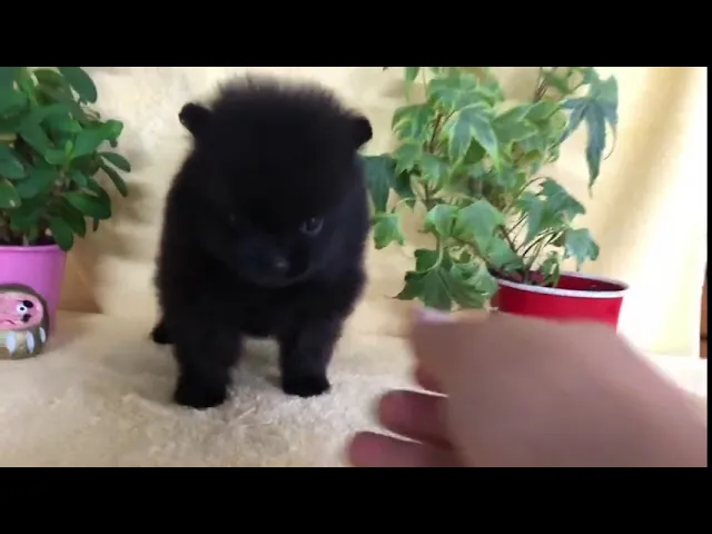 動画
