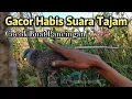 Download Lagu Suara Tekukur Pikat Ranting ll Cagor habis .Tekanan Rapat Untuk Menurunkan Target !!!