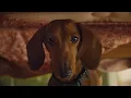 Hunter the super sniffer Chewy Commercial