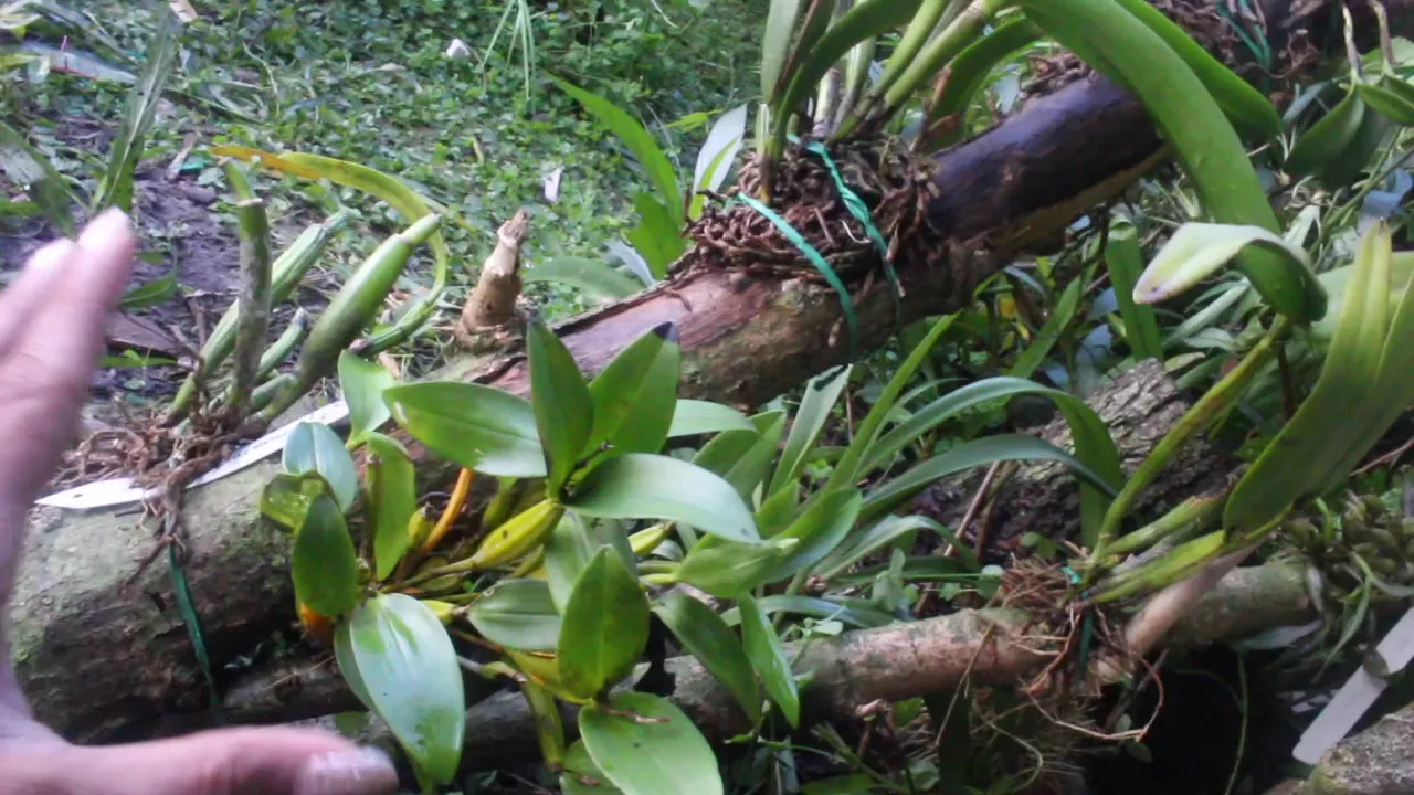 HOW I MOUNTED MY ORCHIDS TO SAVE THEM