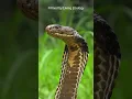 A female King cobra rescued with her nest in Indonesia