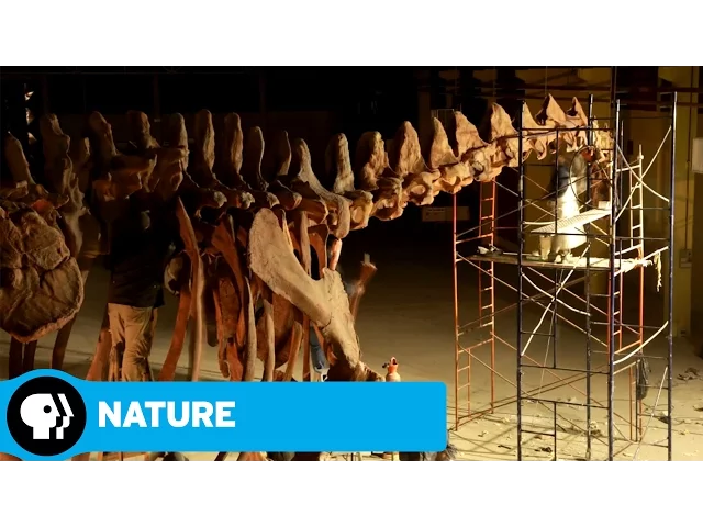 NATURE: RAISING THE DINOSAUR GIANT | Dino Skeleton Timelapse | PBS