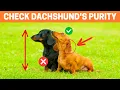 How to Identify a Pure Bred Dachshund Puppy