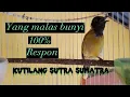 kutilang sutra sumatra gacor ngerol