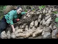 Harvest a large amount of tubers from the forest, green vegetables to sell at the market.