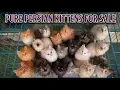 Show Quality Persian kittens Top Breed Only Cat s Persian cats for sale Kittens