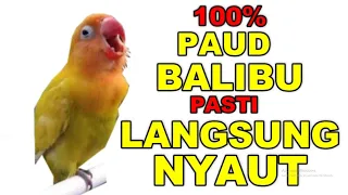 masteran pancingan balibu paud konslet di cari juri