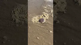 Jellyfish On Liepāja Beach Latvia Shorts 