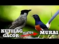 Download Lagu masteran kutilang gacor full isian murai