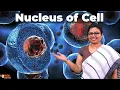 Nucleus Structure and Function Cell