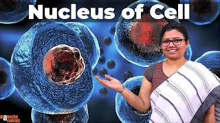 Nucleus Structure and Function Cell