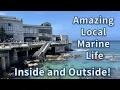 California s Monterey Bay Aquarium Guide Walkthrough