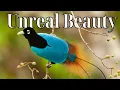 Download Lagu Paradijsvogels – 15 soorten die te prachtig zijn om waar te zijn