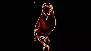 masteran pleci nembak u0026 therapy otak supaya cerdas