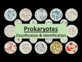 Prokaryote Classification Identification