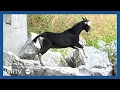 Meet the goat that s the talk of Knightstown