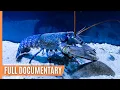 Download Lagu Lobsters - The armoured knights of the oceans | Full Documentary
