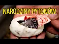 Download Lagu Otworzyłem JAJO PYTONA 🤯