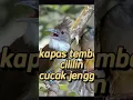 Download Lagu masteran kombinasi kapas tembak cililin cucak jenggot gacor @manokgacor