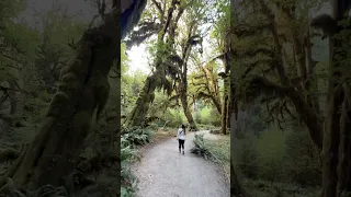 The Hoh Rainforest feels like wandering through a real-life fairy tale.