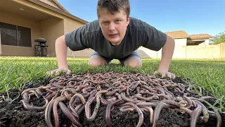 Our House is Infested With Worms.
