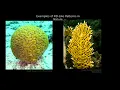 Fun with Reaction-Diffusion in Houdini Dan Wills SIGGRAPH Asia 2019