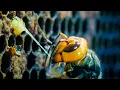 Download Lagu Giant Hornets Massacre European Bees | Buddha Bees and The Giant Hornet Queen | BBC Earth
