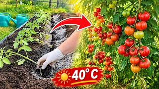 Kako je naš paradajz izdržao najsušniju godinu - a još beremo plodove!
