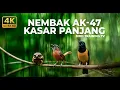 Lagu 🔴 Live Masteran Roll Tembak Kasar Cucak Cungkok Super Gacor vs Tepus Kepala Abu Gacor