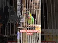Download Lagu burung tulung tumpuk gacor #shortsviral