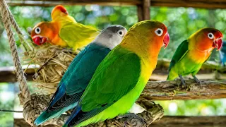 Colorful Lovebirds World 🥰💚#aviarylife#lovebirds#nature #birds