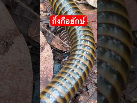 สารคดีสัตว์โลกผู้น่ารัก ตอน กิ้งกือยักษ์(กิ้งกือป่า) บรรยายโดย ตั้ม ดวงตะวัน #กิ้งกือ