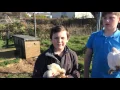 Pekin bantam description 3