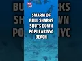 Swarm of bull sharks shuts down popular NYC beach ahead of Fourth of July weekend