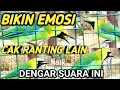 Download Lagu Pancingan Emosi Cucak Ranting Yang Malas Bunyi Biar Nyaut Ampuh Download Lagu Pancingan Emosi Cucak Ranting Yang Malas Bunyi Biar Nyaut Ampuh