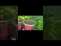 Download Lagu Percobaan Fungsi Batang Pada Daun Seledri