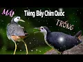Download Lagu QUỐC MÁI KÊU + QUỐC TRỐNG GÀO  | tiếng chim quốc Mái kêu gọi đàn kích thích lao vào bẫy, bẫy chuẩn
