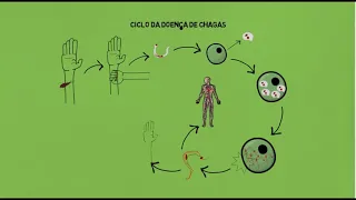 Ciclo da doença de Chagas
