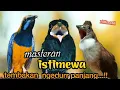 Download Lagu MASTERAN PALING MEWAH TEMBAKAN NGEDURR PANJANG || cungkok - tengkek buto -  jenggot