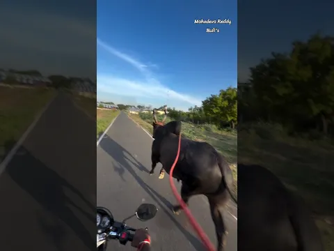 Bull running practice ⚡🚀. #subscribe