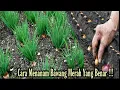 Download Lagu Cara menanam bawang merah yang benar / growing onions