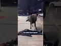 His Pet Buffalo Cared For Him So Much