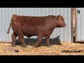 Campbell Red Angus - Annual Red Angus Bull Female Sale