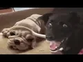 FUNNY GIF COMPILATION V1