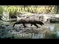 Sacarrabos papa-ras Egyptian Mongoose Meloncillo