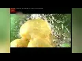 Download Lagu Spot TV Chio Chips Romania 2010