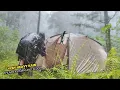 Download Lagu HUJAN YANG SANGAT DERAS SAAT CAMPING DI TEPI SUNGAI ⛈️ SUNGAI MELUAP TENDA KEBANJIRAN