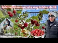 Download Lagu UPDATING KEBUN SAYURANKU TERTUTUP PLASTIK BONUS PETIK BUAH RASPBERRY MANIS LIAR